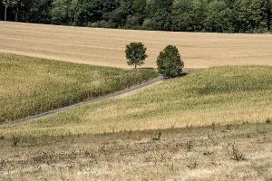 Drought In Germany Prints: Withered maize fields, fields, meadows