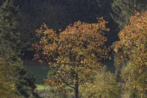 North Rhine Westphalia Fall Colors Prints: Cherry tree in October, Holperdorp