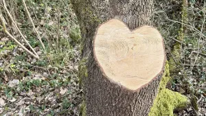 Category Forests Prints: Heart-Shaped Tree Print, Ober-Olmer Wald, Germany