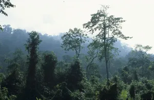 Java Primeval Forest Print