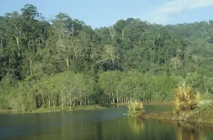 Primeval Forest Prints: Primeval forest on Java