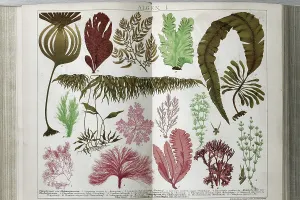 Aquatic Plant Species Prints: Different types of algae, brown algae (Phaeophyceae)