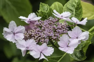 Hydrangeaceae Family Prints: Hydrangea (Hydrangea macrophylla)