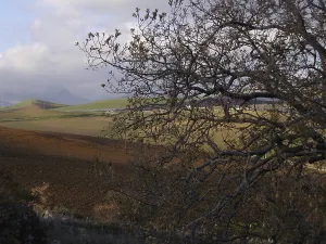 Rural Countryside View Prints: Sparse branches of a tree overlooking rolling fields under a cloudy sky