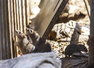 German Waste Management Prints: Many cities have a rat problem