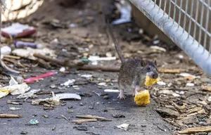 Eco Friendly Waste Disposal Prints: Many cities have a rat problem
