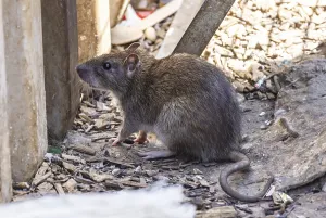 European Waste Management Prints: Many cities have a rat problem
