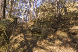 Forest Path Prints: A forest path in spring time