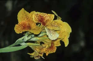 Iridaceae Plant Prints: Iris (Iris sp.)