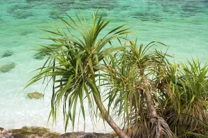Andaman Sea Islands Prints: Ko Yang is a tiny