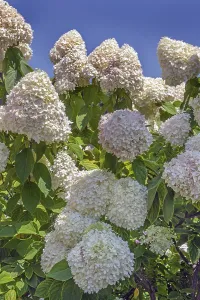 Hydrangeaceae Family Prints: Panicle hydrangea (Hydrangea paniculata)