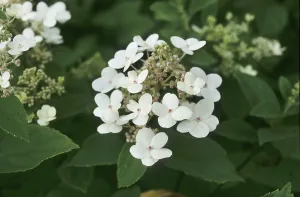 Hydrangeaceae Family Prints: Panicle hydrangea (Hydrangea paniculata)