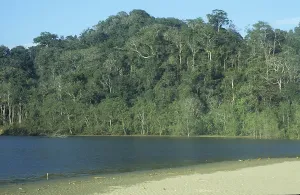 Indonesian Rainforest Landscape Prints: Primeval forest on Java