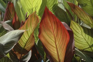Nature Patterns Prints: Leaf pattern