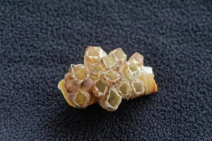 Devbagh Beach Conch Shell Print, Maharashtra, India