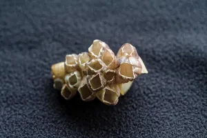 Conch Shell Photography Prints: Conch shell from devbagh beach