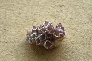 Conch Shell Photography Prints: Conch shell from devbagh beach
