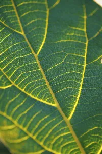 Leaf Pattern Design Prints: Leaf pattern
