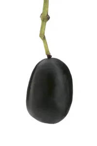 Indonesian Agriculture Prints: Java plum