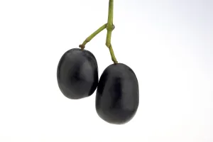 Asian Agricultural Products Prints: Java plum