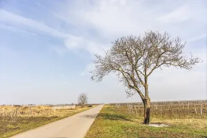 European Uninhabited Landscapes Prints: Sparse trees along the cycle path
