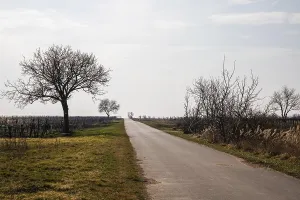 European Deserted Roads Prints: Sparse trees along the cycle path