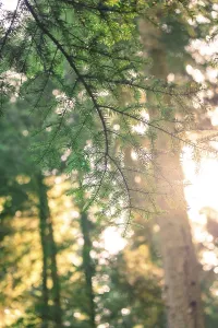 Deserted German Forest Landscape Prints: Fir branches stand out against the warm rays of sunlight breaking through the forest