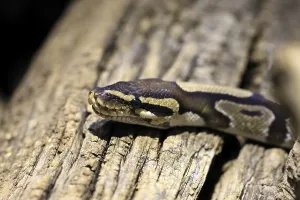 Python Regius Prints: King python, (Python regius), adult