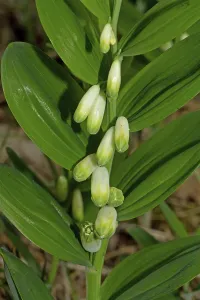 Polygonatum Odoratum Prints: Angular angular Solomon's seal (Polygonatum odoratum) Angular angular Solomon's seal (Polygonatum odoratum)