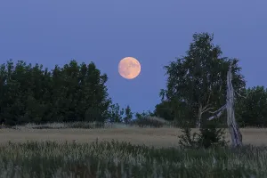 Evening Atmosphere In Saxony Prints: The full moon rises behind trees