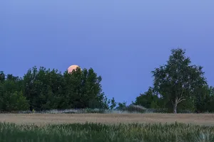 Moonlight In Europe Prints: The full moon rises behind trees