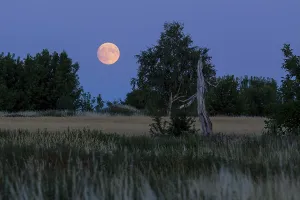 European Countryside At Dusk Prints: The full moon rises behind trees