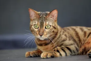 Empty Uninhabited Places Prints: Bengal cat