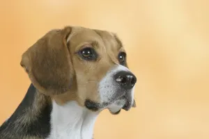 Studio Animal Photos Prints: Beagle
