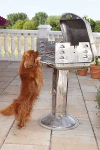 Uninhabited Outdoor Spaces Prints: Cavalier King Charles Spaniel, ruby