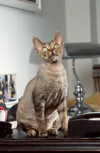 Uninhabited Interior Space Prints: Devon Rex Cat