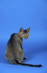 Studio Cat Photo Prints: Devon Rex Cat