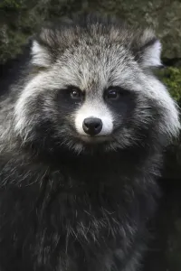 Tanuki Tanuki Print