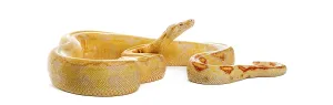 Albino Python Prints: Albino python with yellow and orange patterns resting and looking up