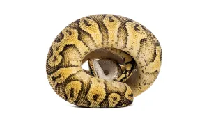 Ball Python Prints: Ball python, python regius, curled into a tight ball