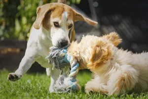 Cockapoo Prints: Beagle and Cockapoo Puppies Playfully Tug a Rope Toy Print