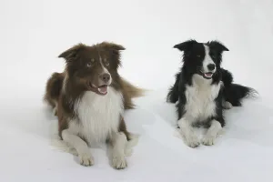 Friendly Animal Prints: Border-Collies