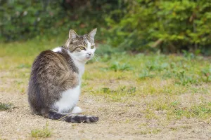 Mammalian Animal Prints: Cat