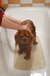 Friendly Hound Breed Prints: Cavalier King Charles Spaniel, ruby