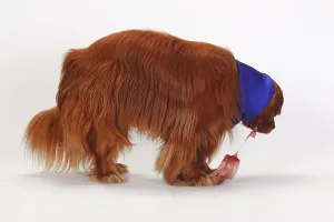 Cavalier King Charles Spaniel Pedigree Prints: Cavalier King Charles Spaniel, ruby