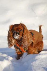 Ruby Cavalier King Charles Spaniel Prints: Cavalier King Charles Spaniel, ruby