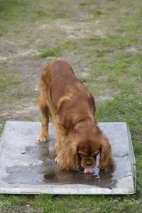 Ruby Cavalier King Charles Spaniel Prints: Cavalier King Charles Spaniel, ruby