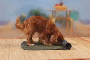 Ruby Cavalier King Charles Spaniel Prints: Cavalier King Charles Spaniel, ruby