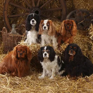 Purebred Domestic Animal Breed Prints: Cavalier King Charles Spaniel, ruby
