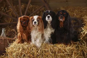 Cavalier King Charles Spaniel Pictures Prints: Cavalier King Charles Spaniel, ruby